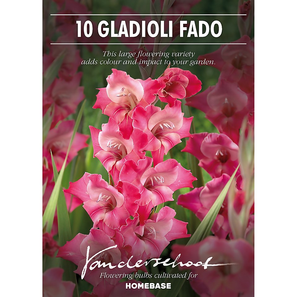 Large Flowering Gladioli Fado Flower Bulbs