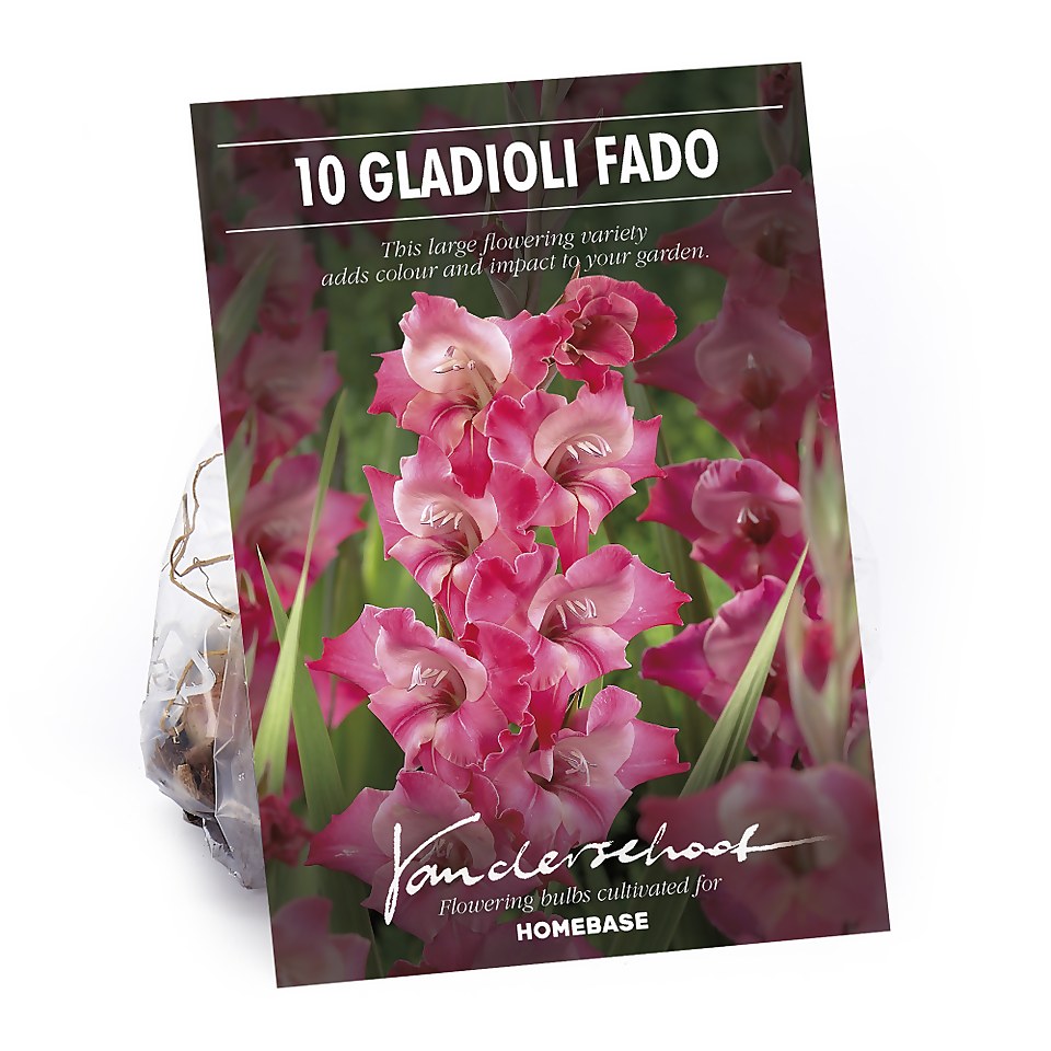Large Flowering Gladioli Fado Flower Bulbs