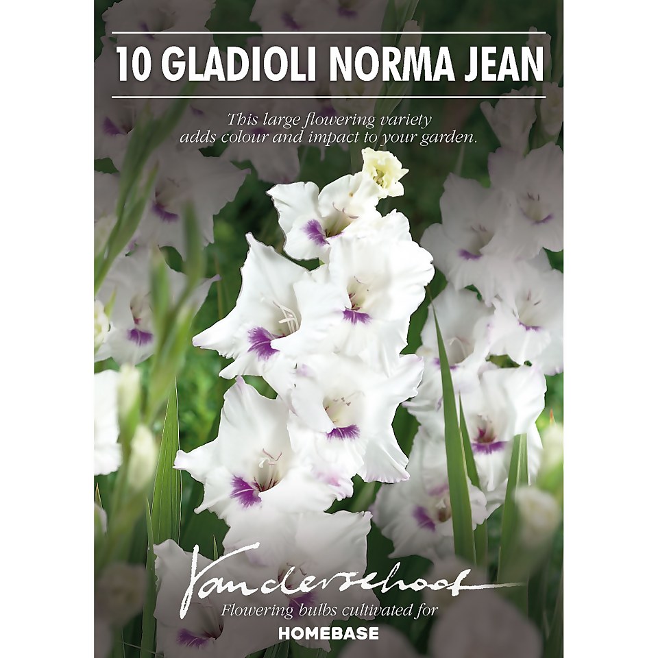 Large Flowering Gladioli Home Coming