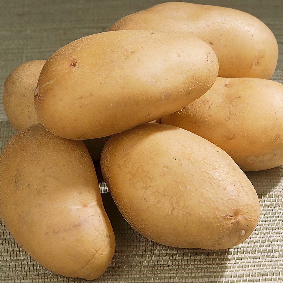 Charlotte Seed Potato - 1.5kg