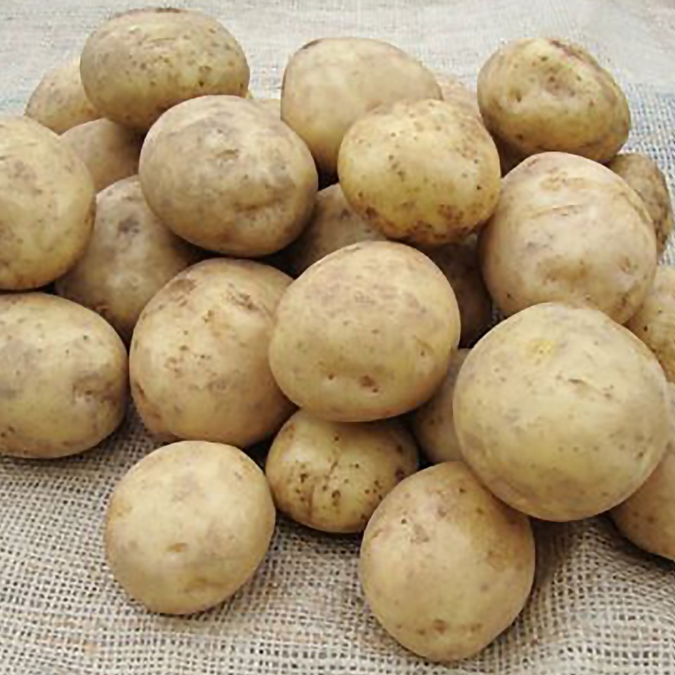 Maris Piper Seed Potato - 1.5kg