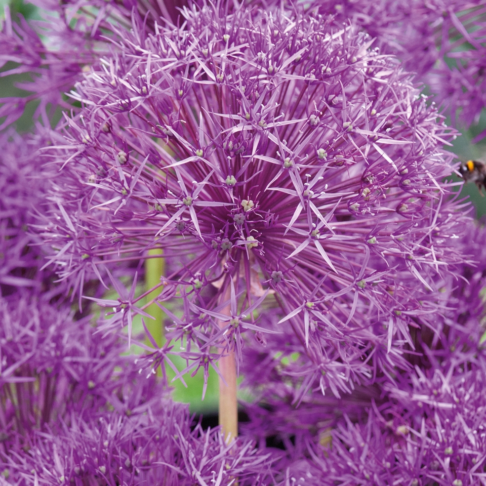 Allium Purple Rain - 1.5L