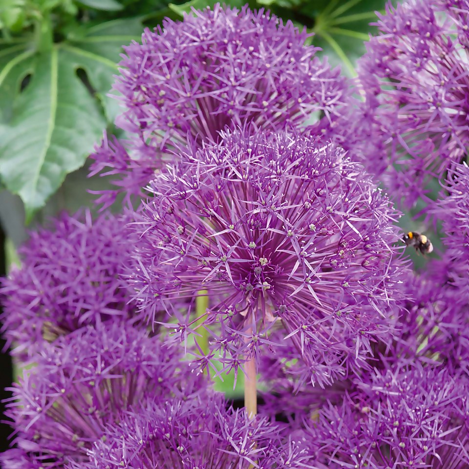 Allium Purple Rain - 1.5L