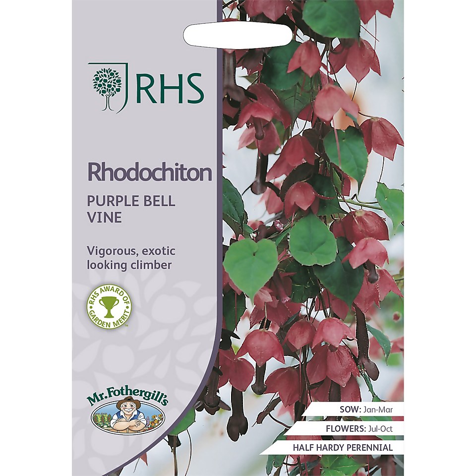 RHS Rhodochiton Purple Bell Vine