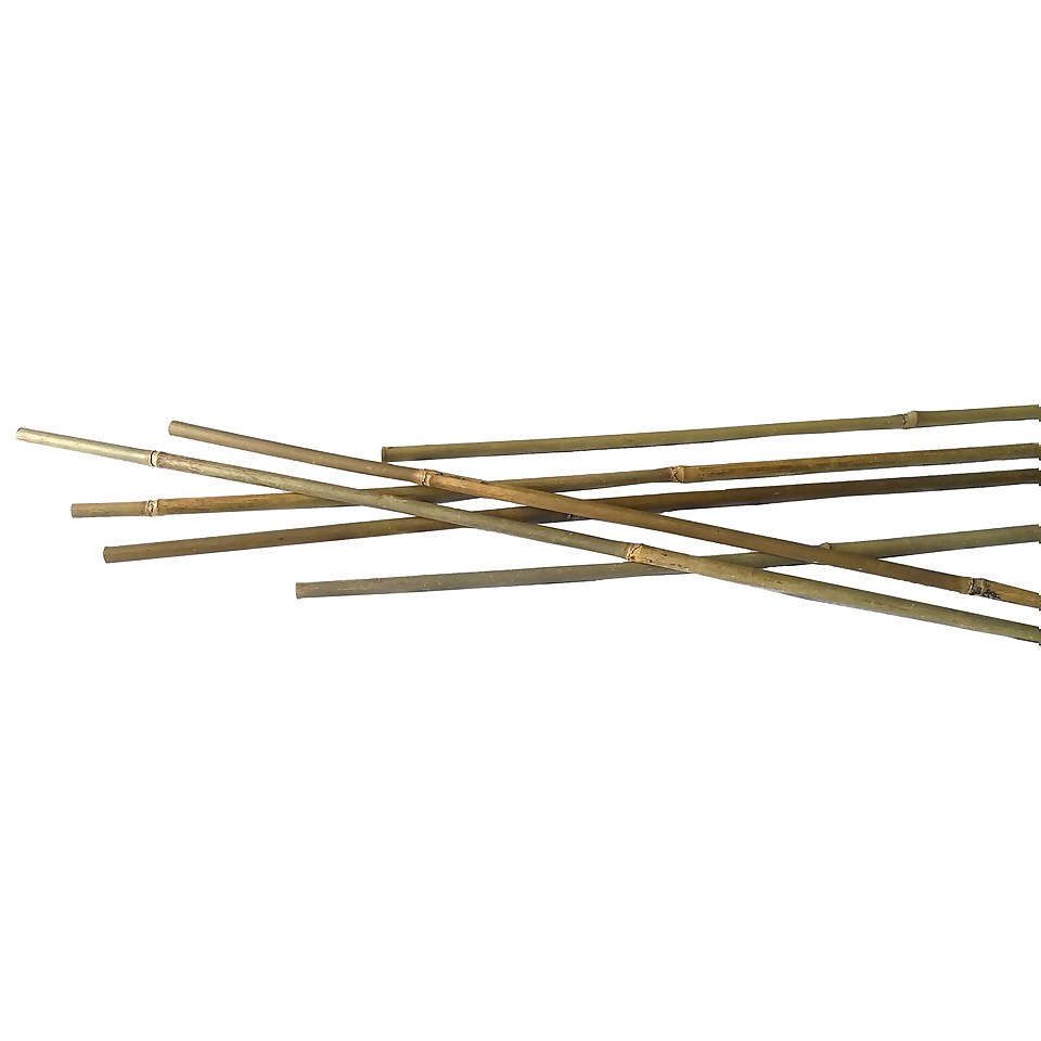 10 Pack Bamboo Canes - 2.4m/8ft