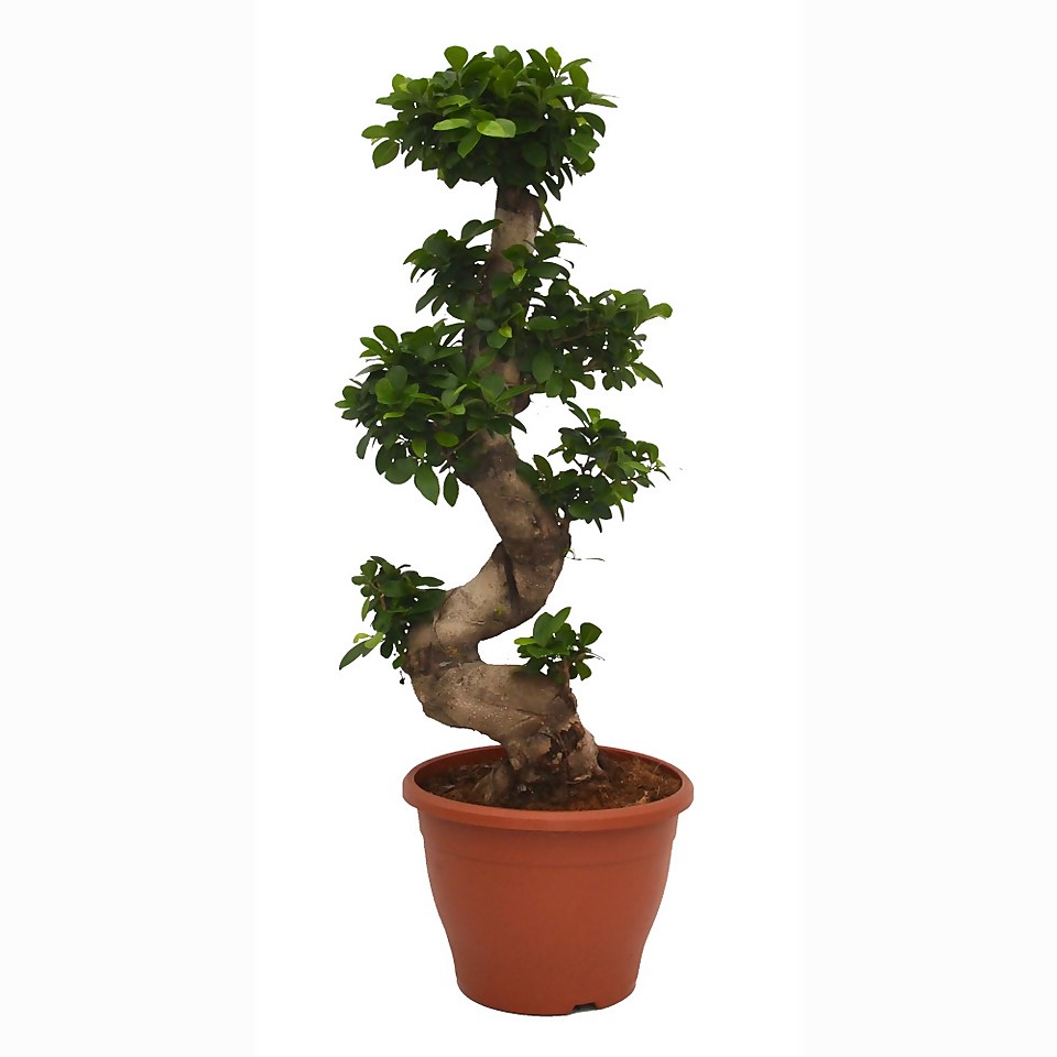 Ficus Ginseng (Ficus microcarpa) S-Shape Houseplant - 29cm