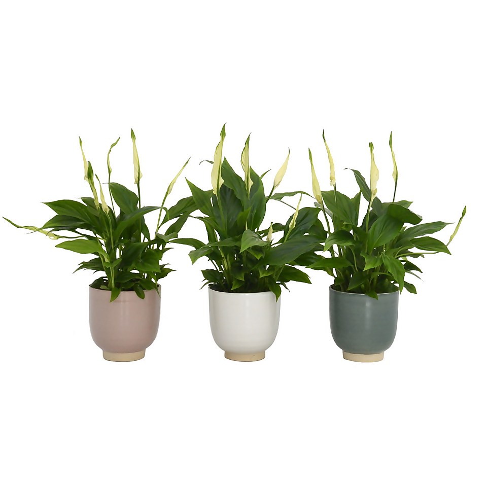 Spathiphyllum (Peace Lily) Houseplant in Twice Pot - 9.5cm