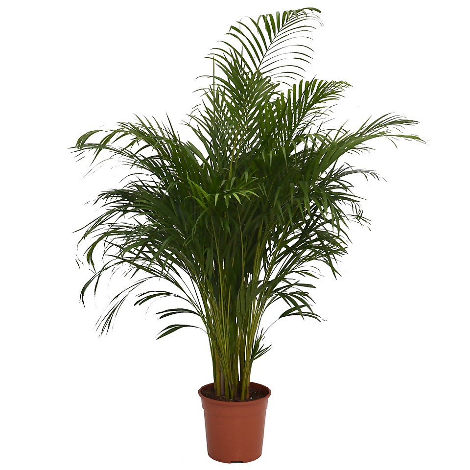 Areca Palm (Butterfly Palm) Houseplant - 27cm
