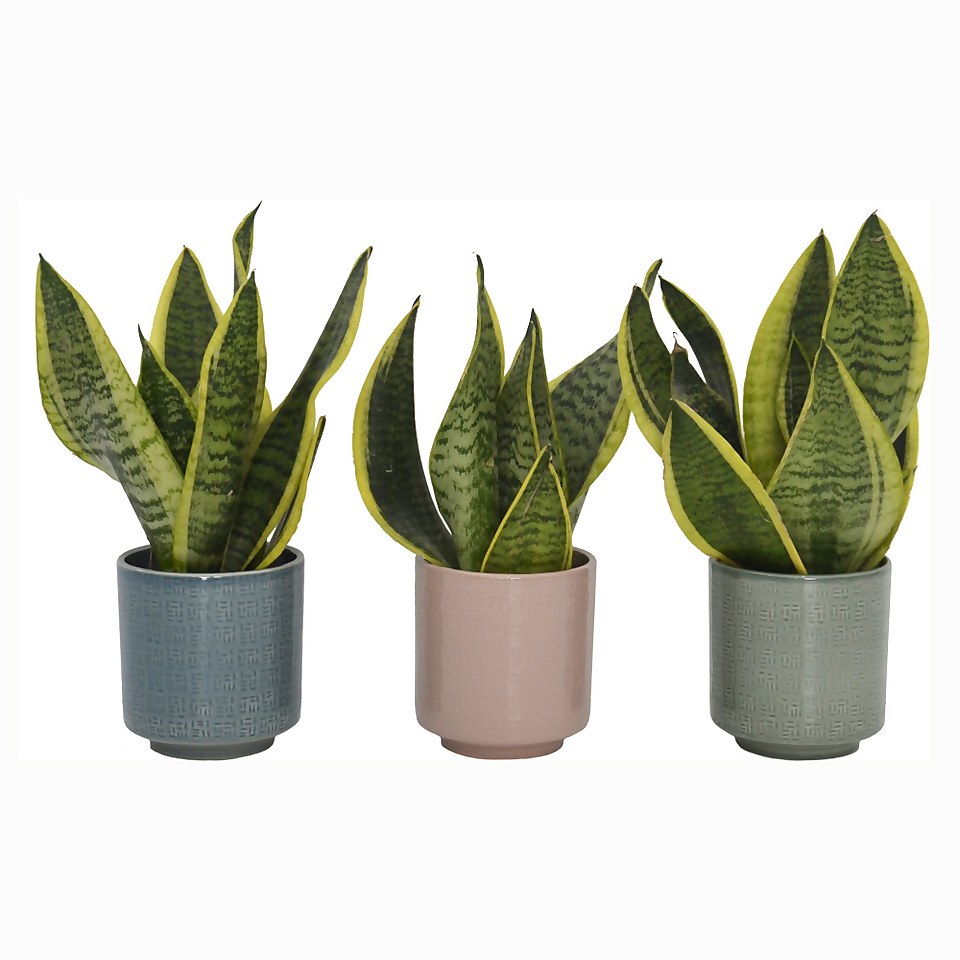 Sansevieria (Mothers in Law Tongue) Houseplant in Cero Pot - 10cm