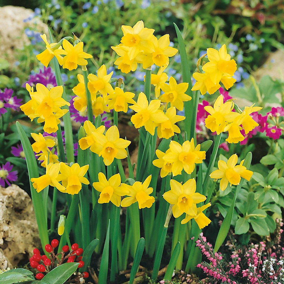 Dwarf Daffodill Narcissus Tete A Tete 25cm Bowl