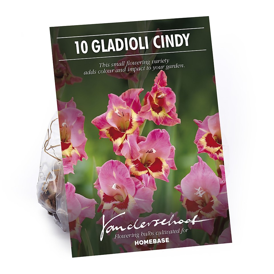 Large Flowering Gladioli Candy