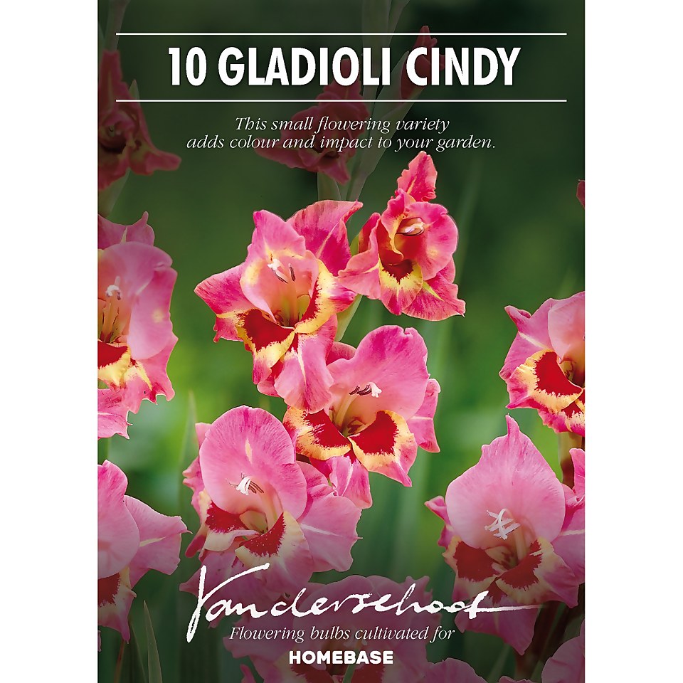 Large Flowering Gladioli Candy