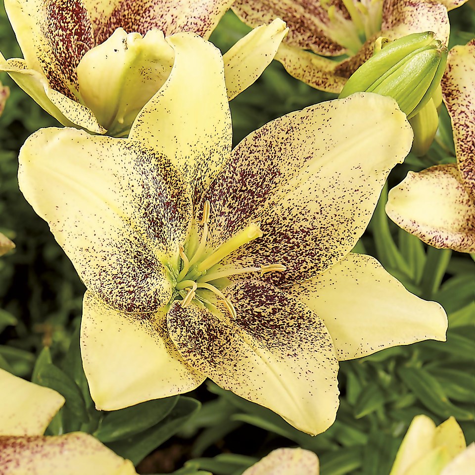 Asiatic Lily Easy Spot Homebase