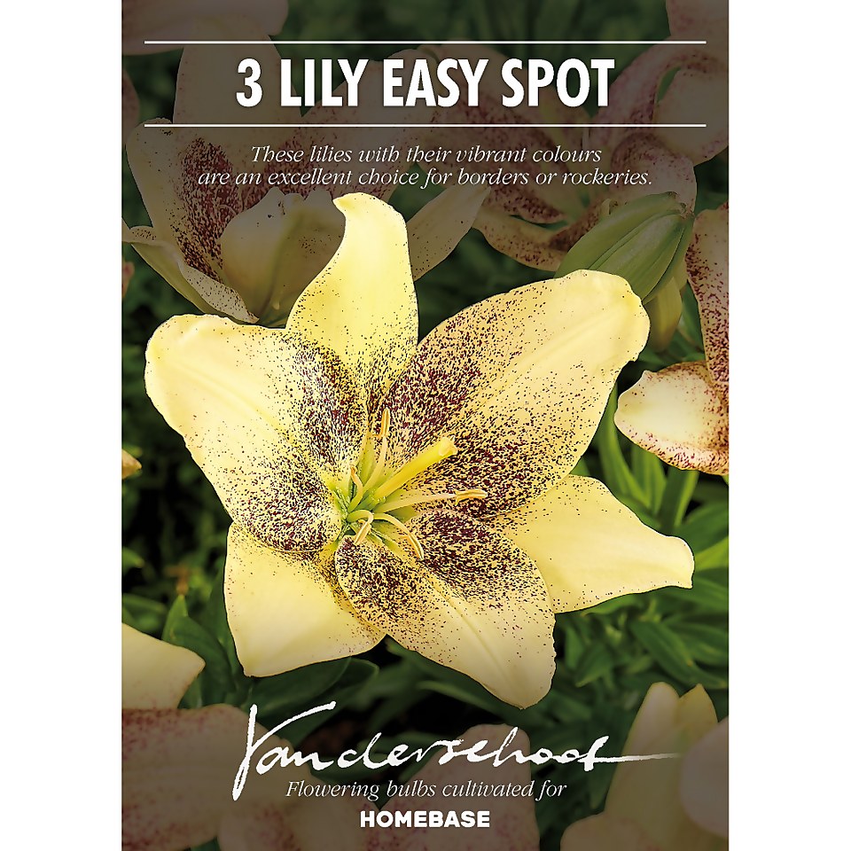 Asiatic Lily Easy Spot Homebase