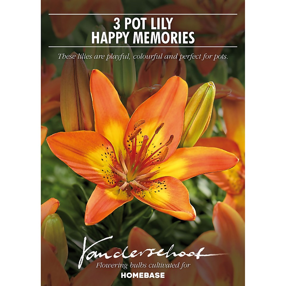Pot Lily Happy Memories Flower Bulbs