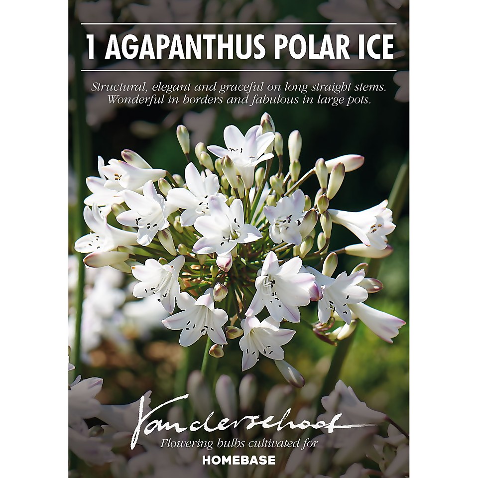 Agapanthus Polar Ice Bulb