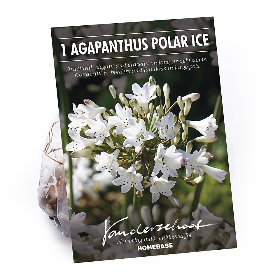 Agapanthus Polar Ice Bulb