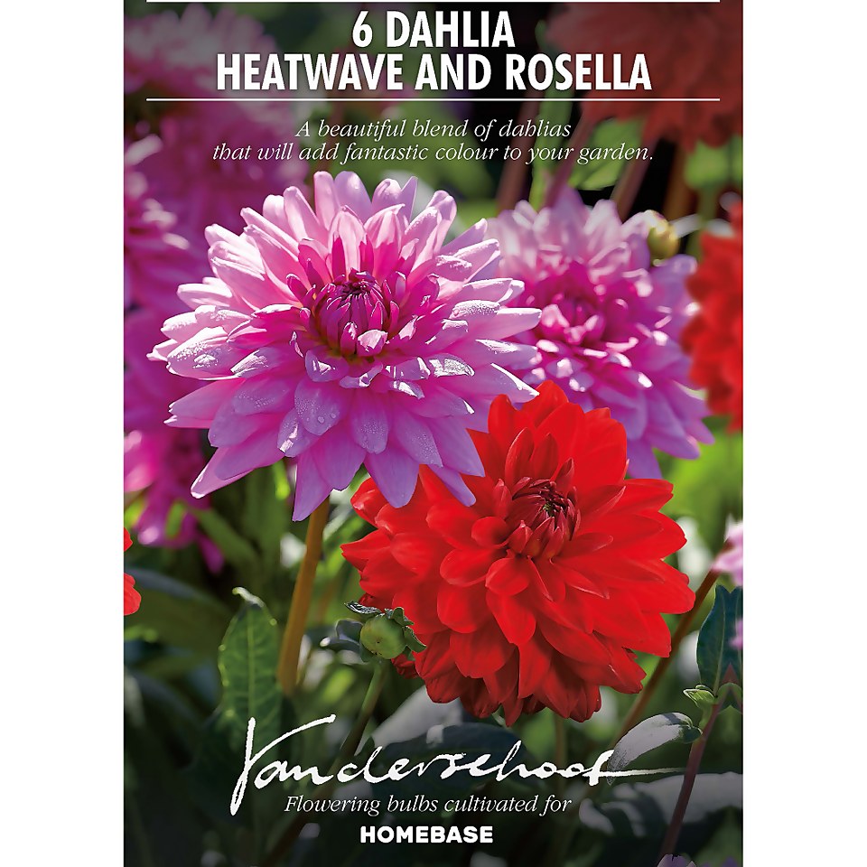Dahlias Garden Wonder Rosella
