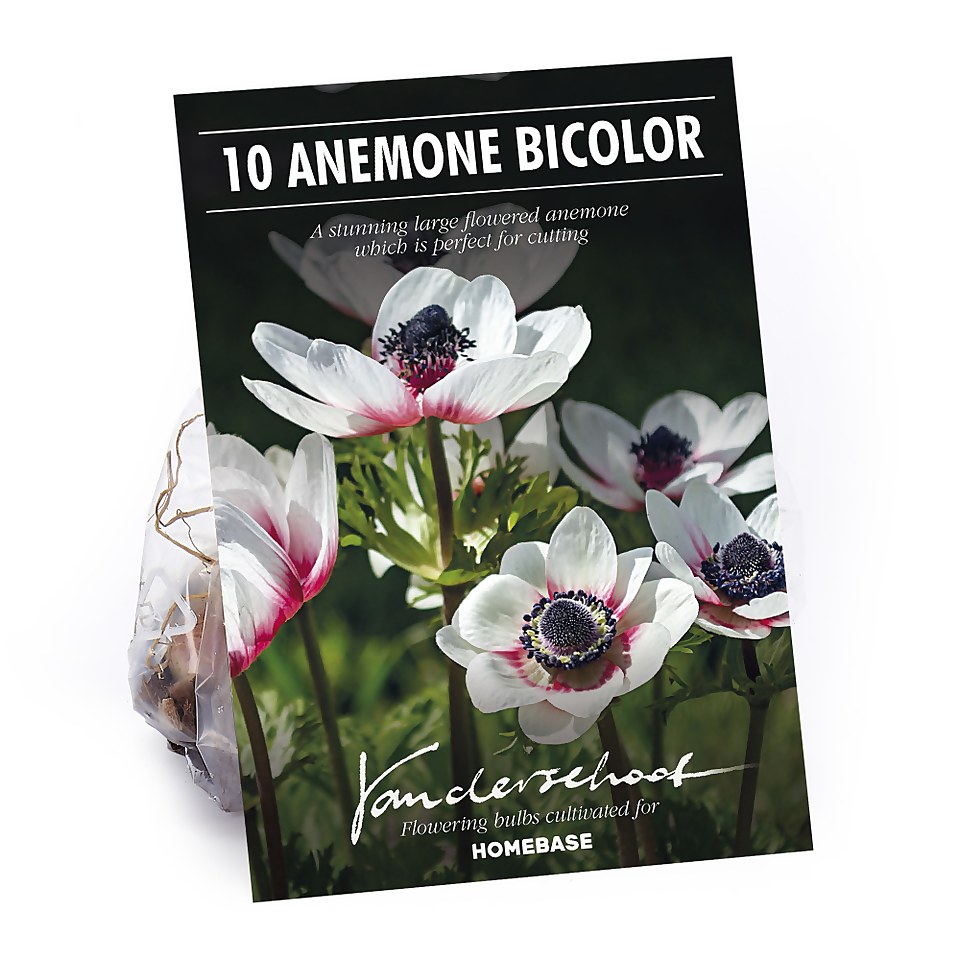 Anemone Bicolor