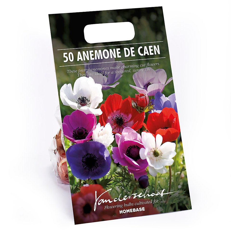 Anemones Coronaria De Caen