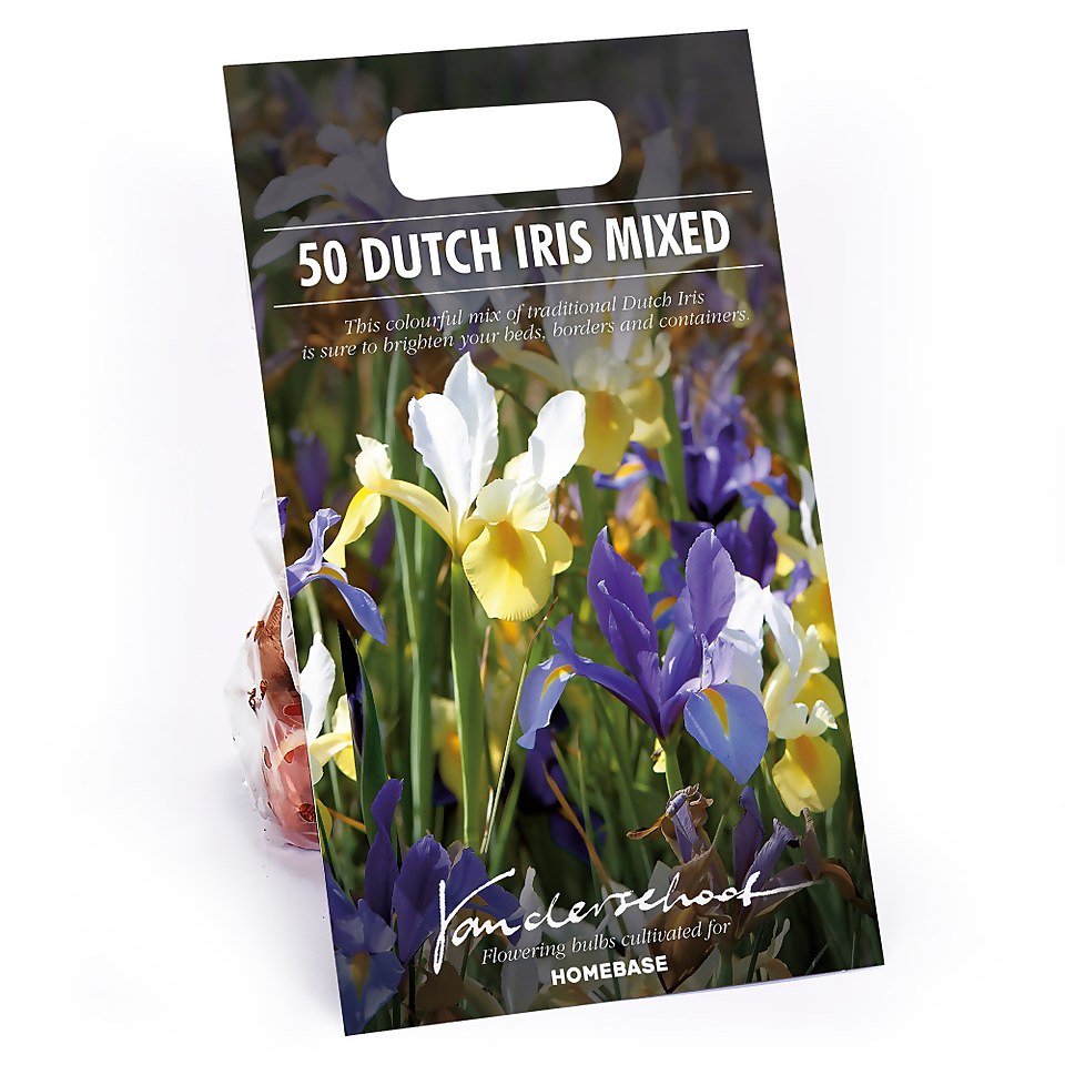 Dutch Iris Mixed