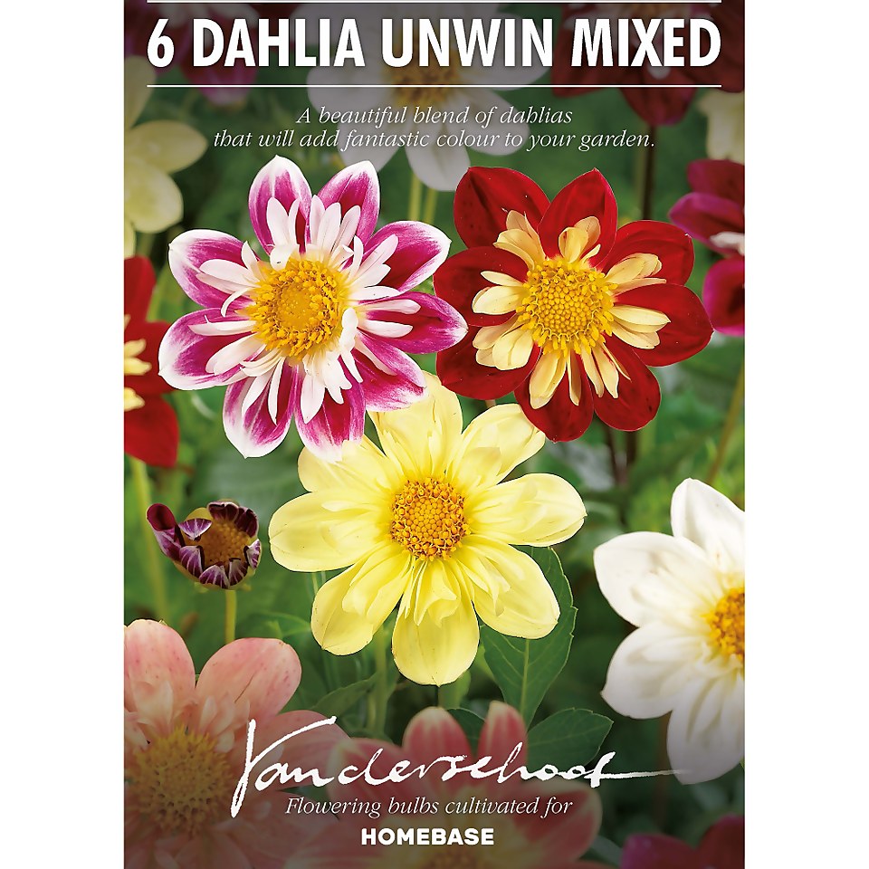 Dahlias Unwinn Collorette Mixed