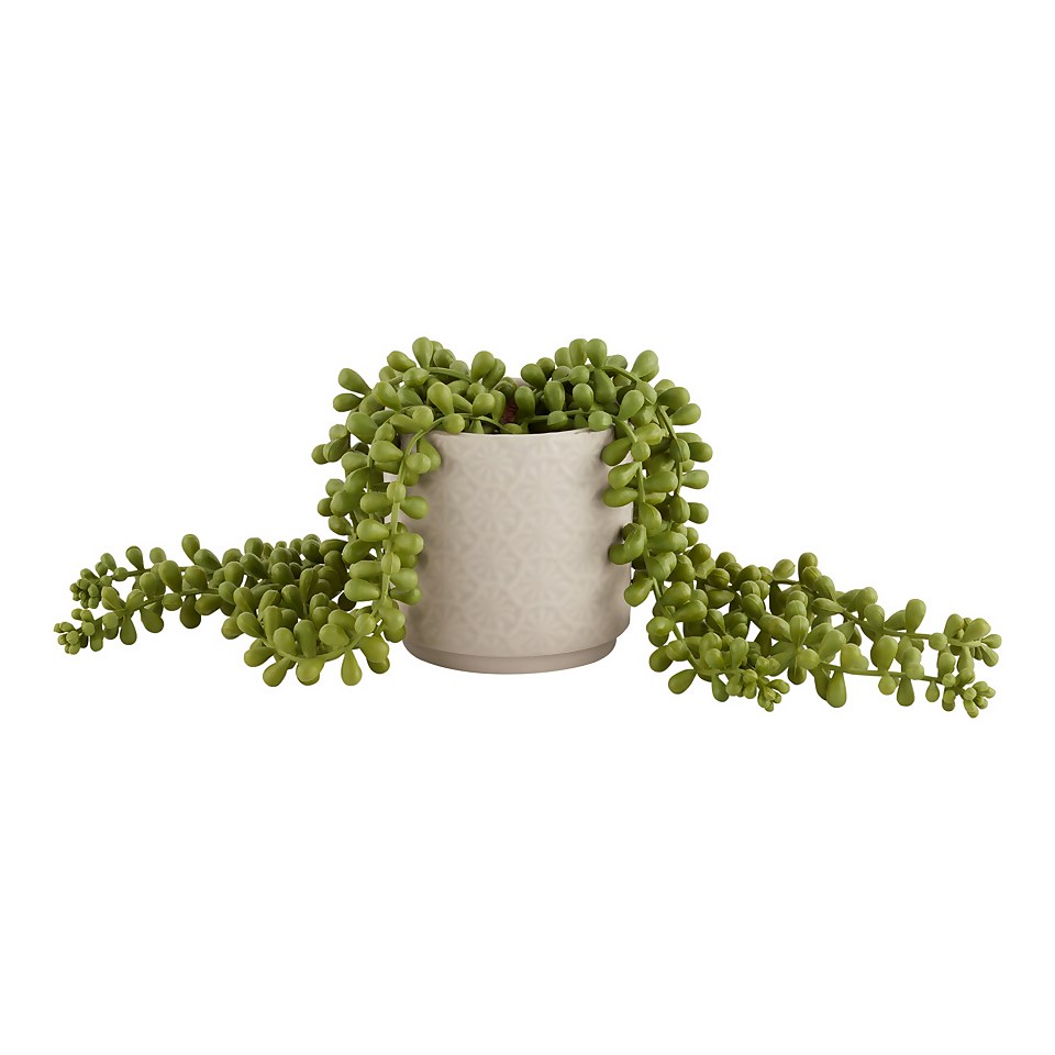 House Beautiful String of Pearls in Ceramic Pot