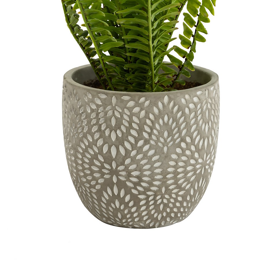Maidenhair Fern in Ceramic Pot