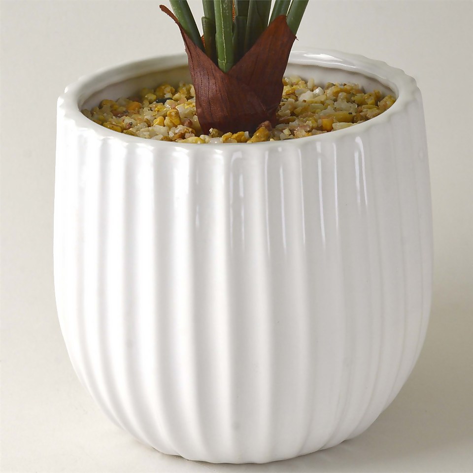 House Beautiful Cheese Plant in Ceramic Pot