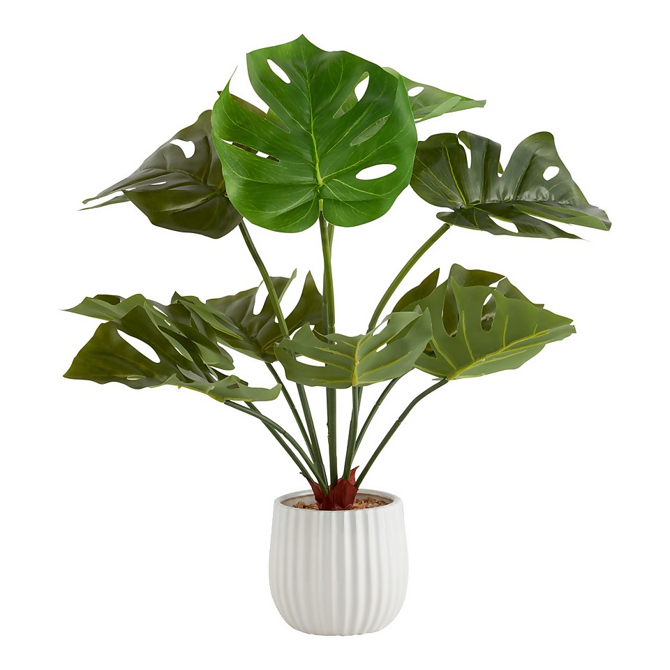 House Beautiful Cheese Plant in Ceramic Pot