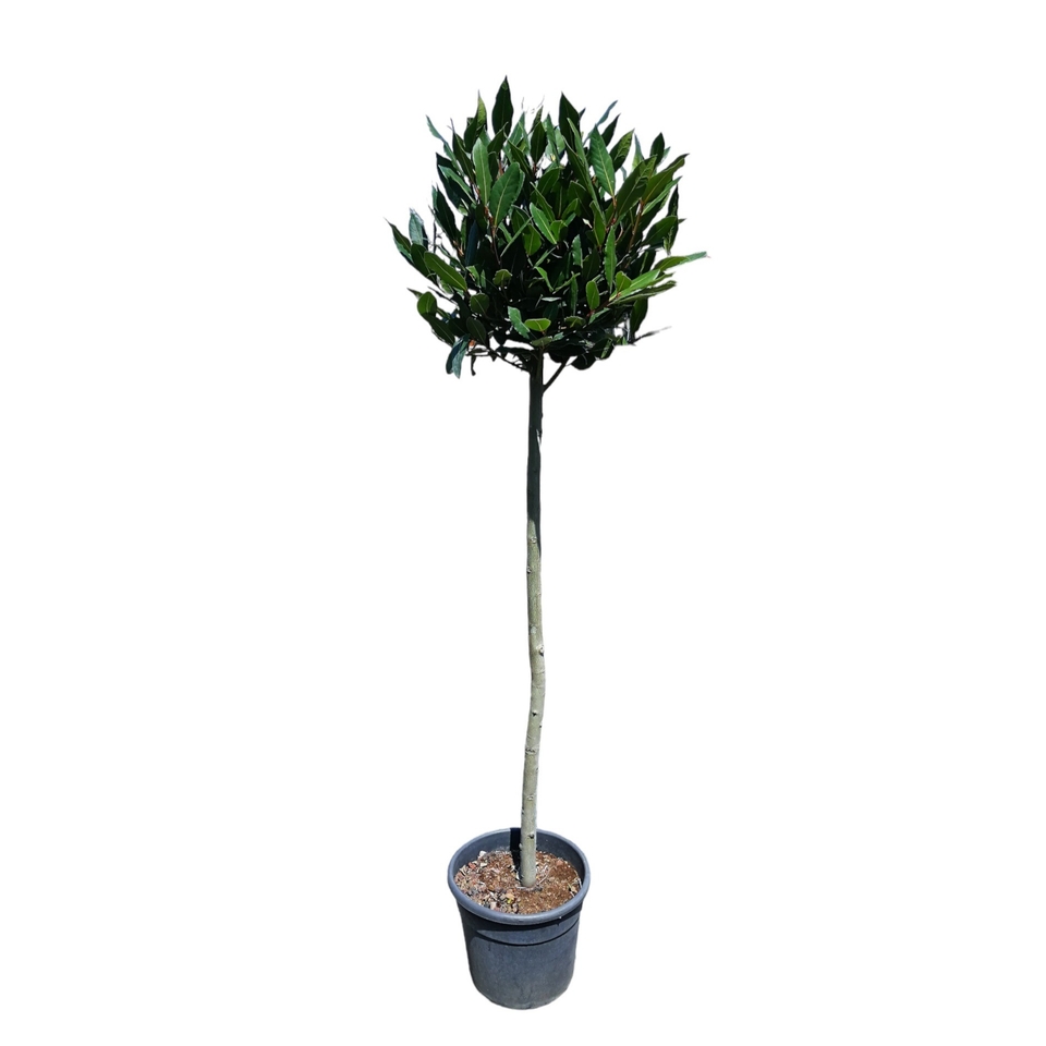 Bay Tree Laurus Nobilis - 24cm Half Standard