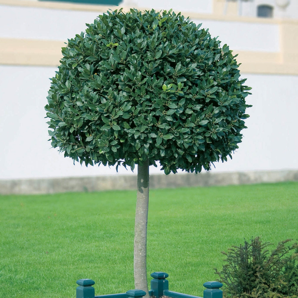 Bay Tree Laurus Nobilis - 28cm Three Quarter Standard