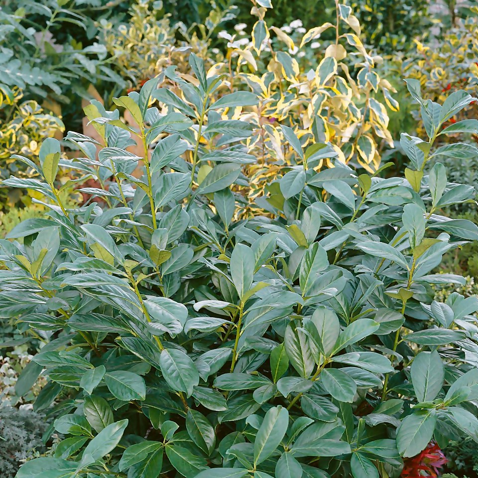 Prunus laurocerasus Rotundifolia - 9L Bush