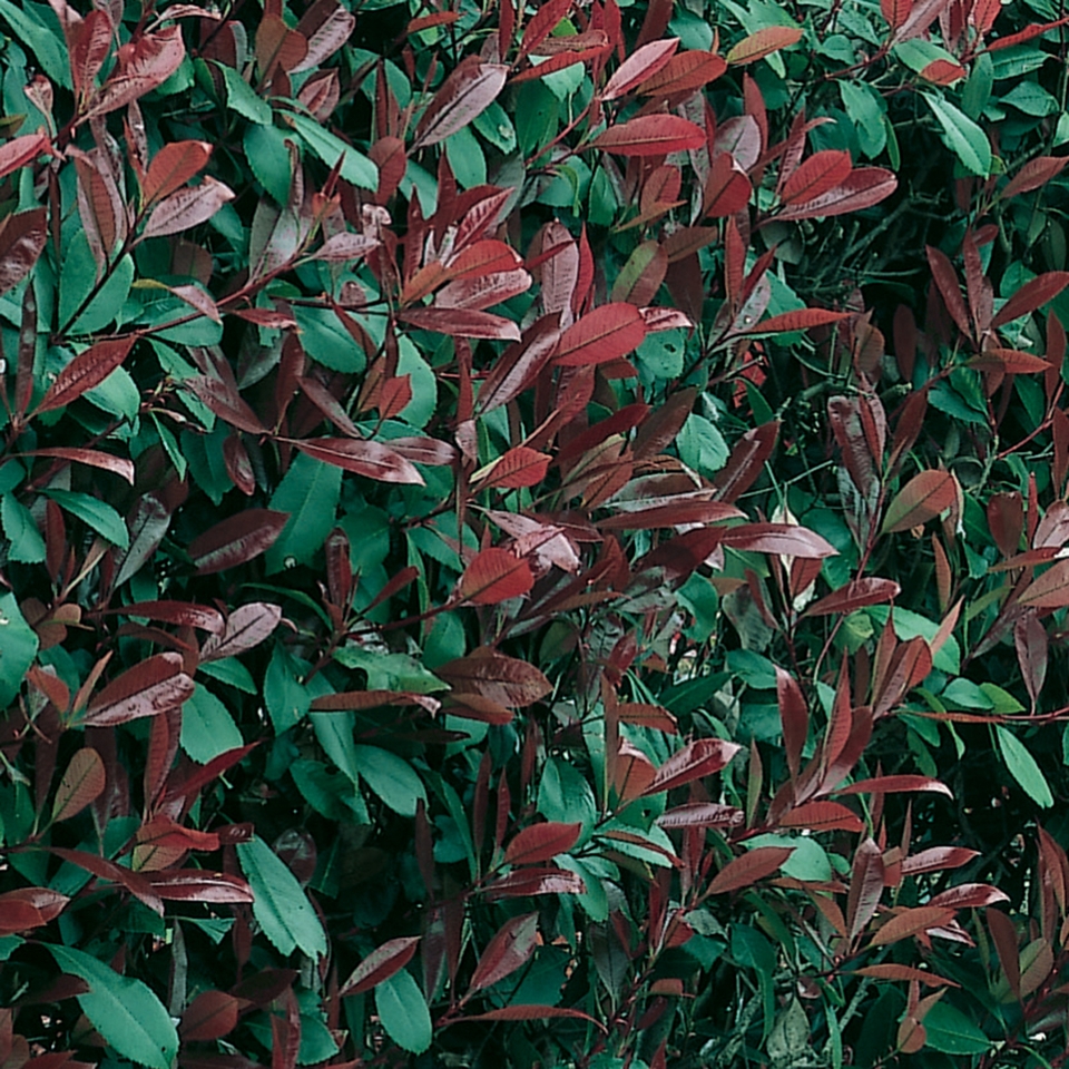 Photinia x fraseri Red Robin - 9L Bush