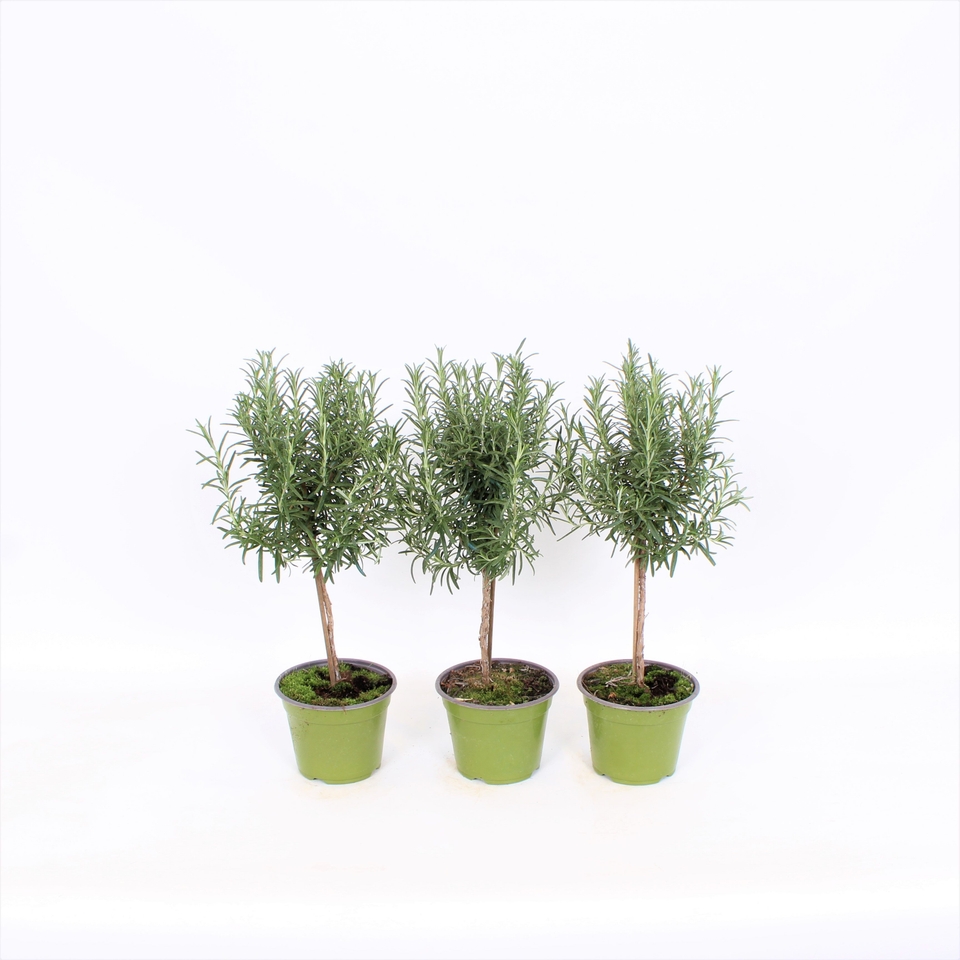 Herb Rosemary - 14cm Mini Standard