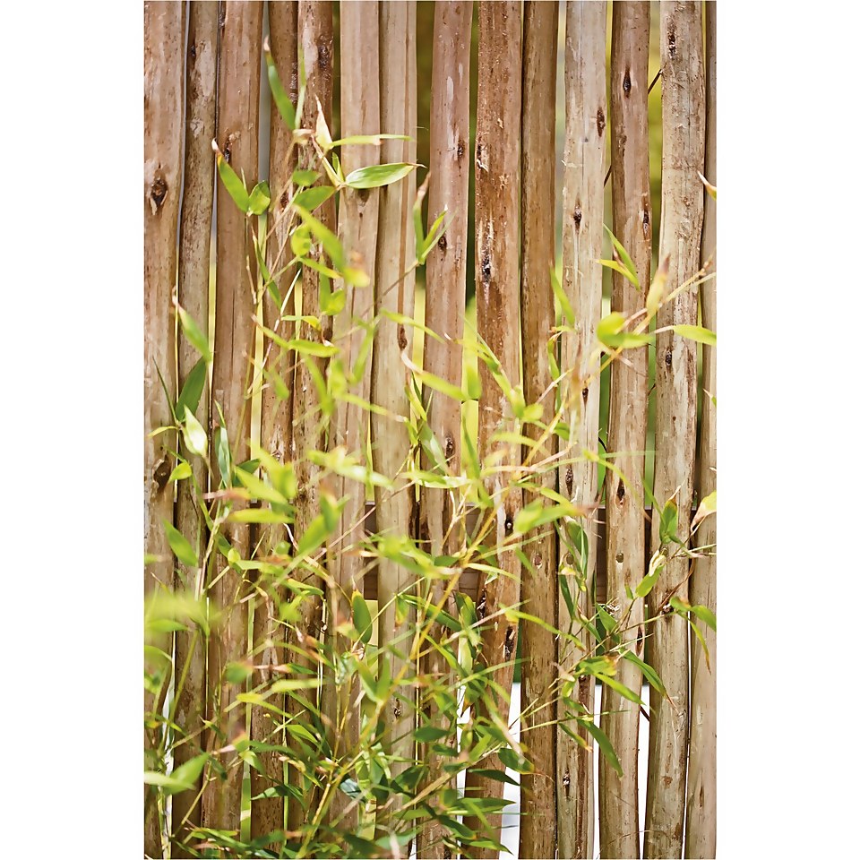 Bamboo Gold Phyllostachys Aureosulcata Aurea 10L