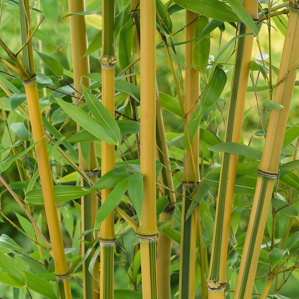 Bamboo Gold Phyllostachys Aureosulcata Aurea 10L