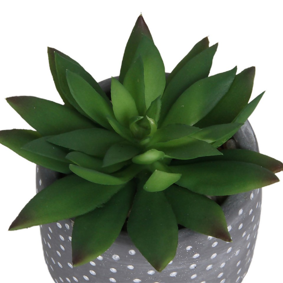 Small Succulent - Grey