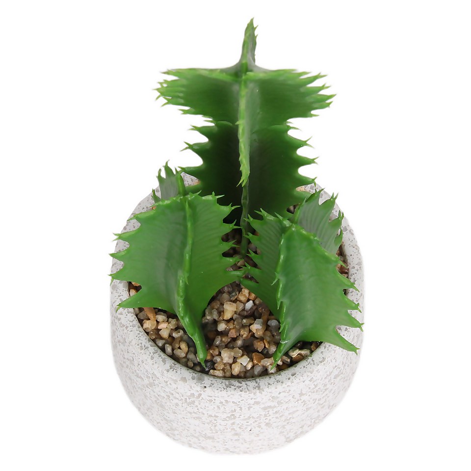 Cactus in Textured Pot