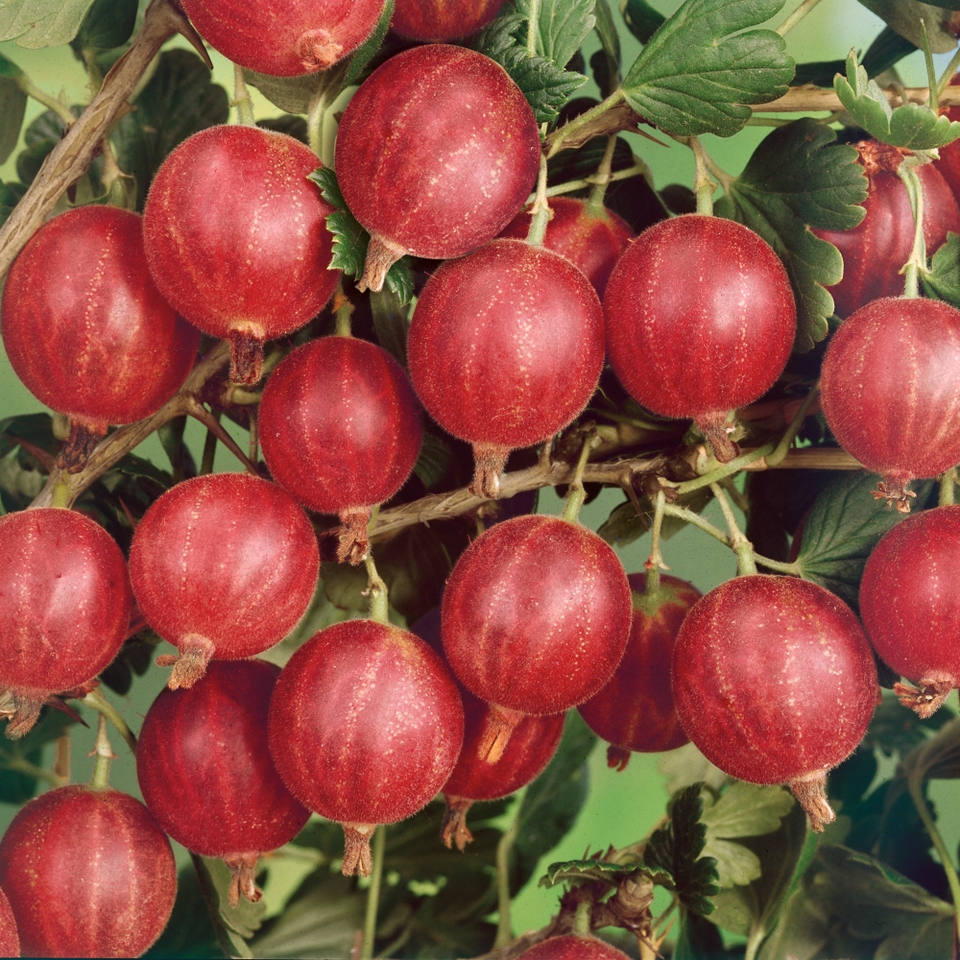 Soft Fruit Gooseberry 'Hinnonmaki' mix 2L Homebase