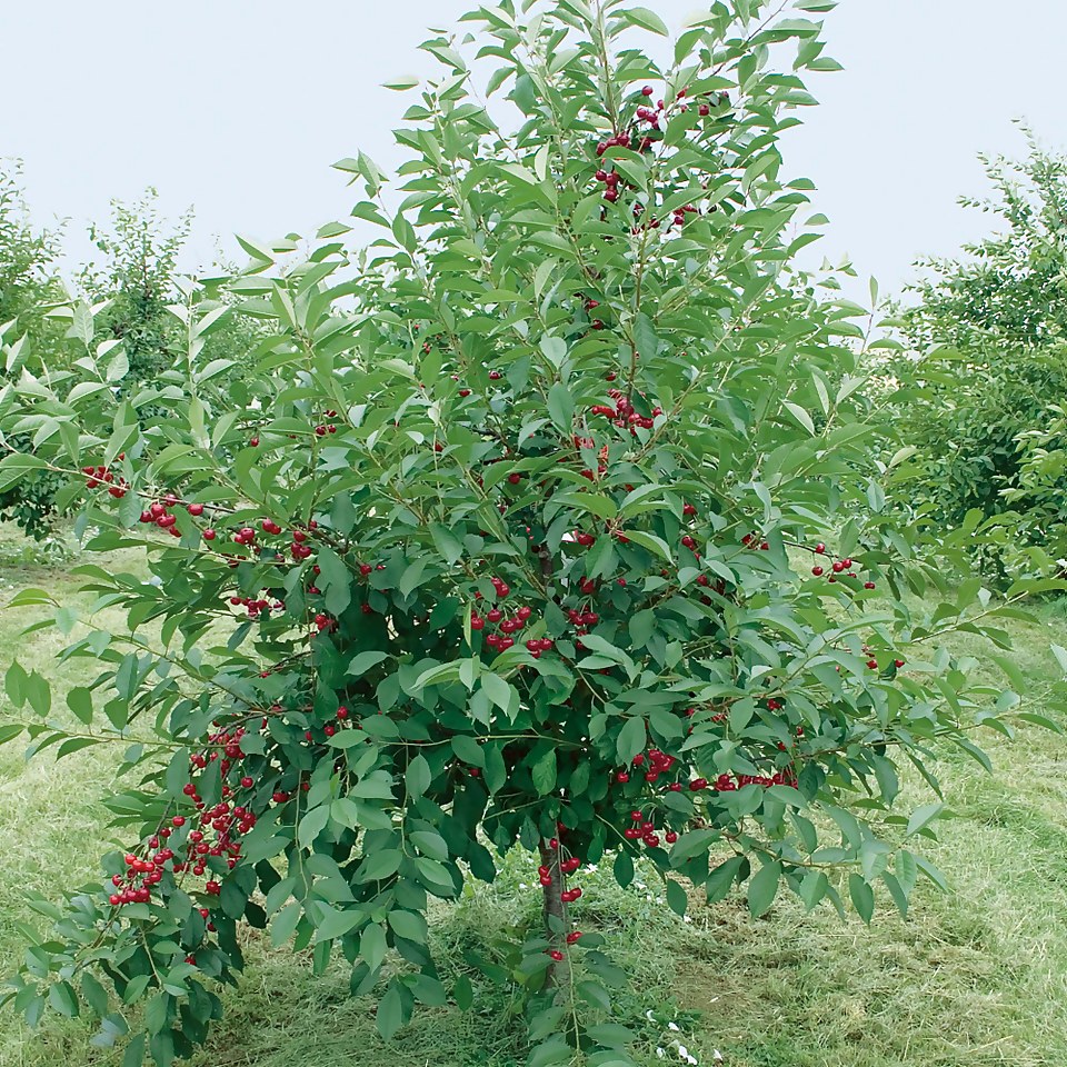 Fruit Tree Cherry 'Morello' - 7.5L