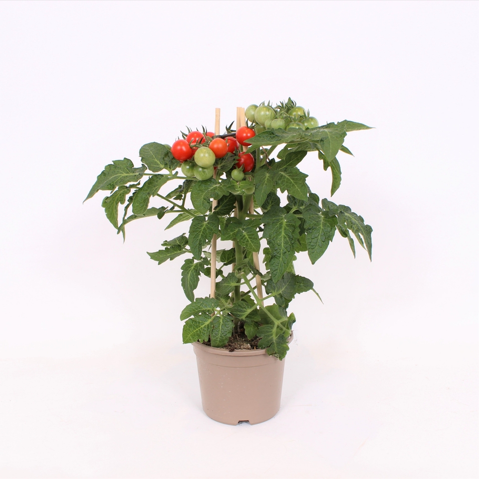 Pick & Joy Vegetable Tomato Mix - 14cm