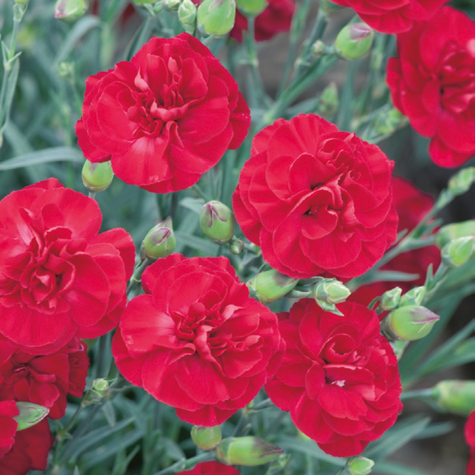 Dianthus Scent First Collection - 2L