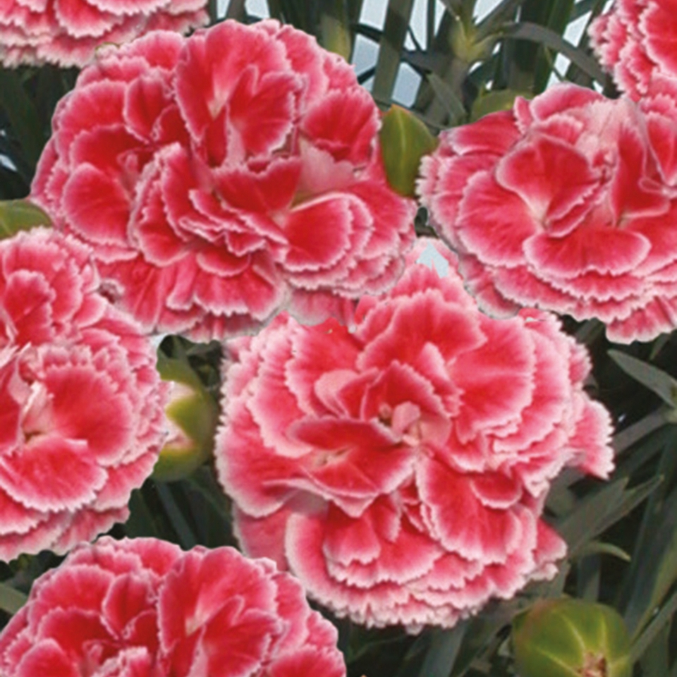 Dianthus Scent First Collection - 2L