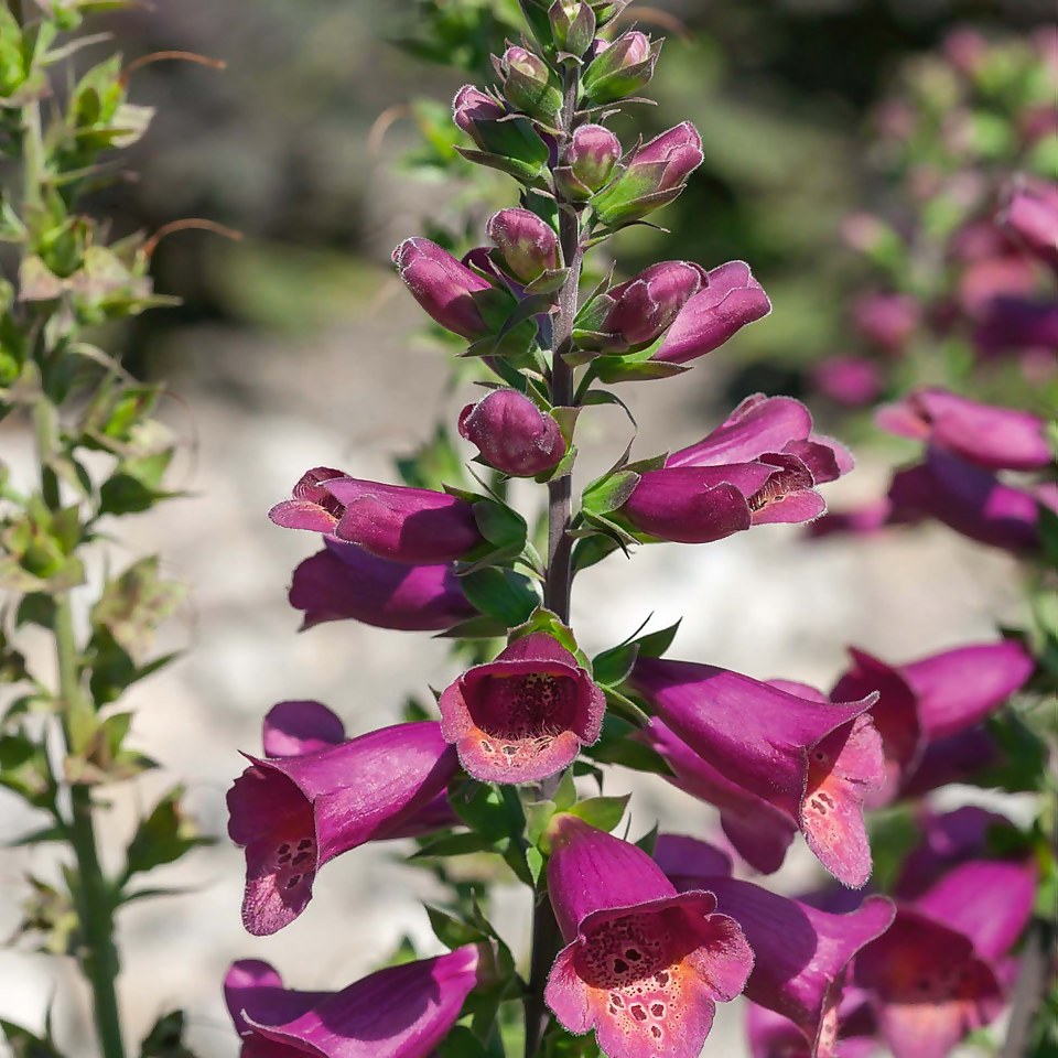 Digitalis Foxlight Plum Gold 3L Homebase