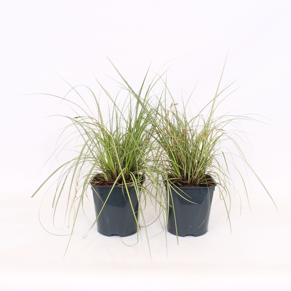 Grass Carex Evergold - 17cm