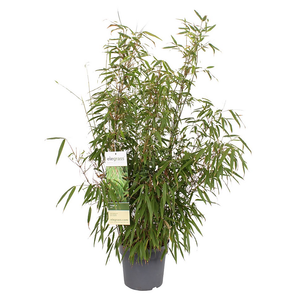 Bamboo Fargesia Rufa - 23cm