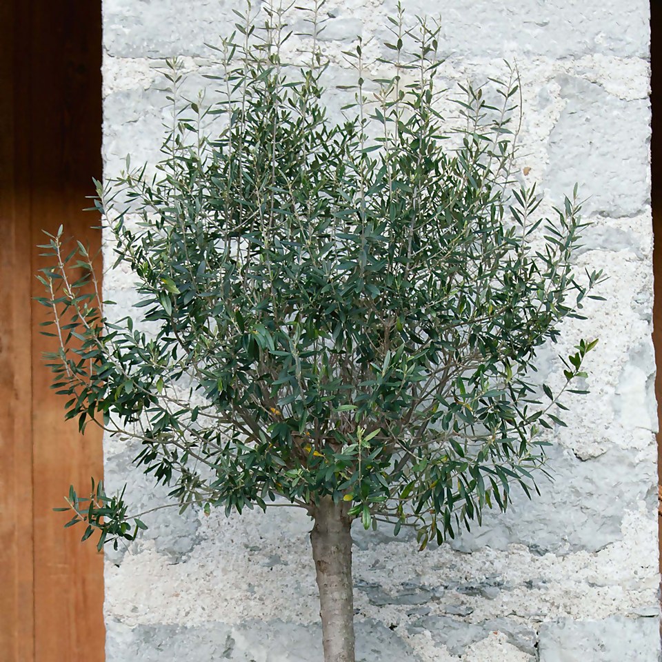 Olive Tree - 18cm Mini Standard