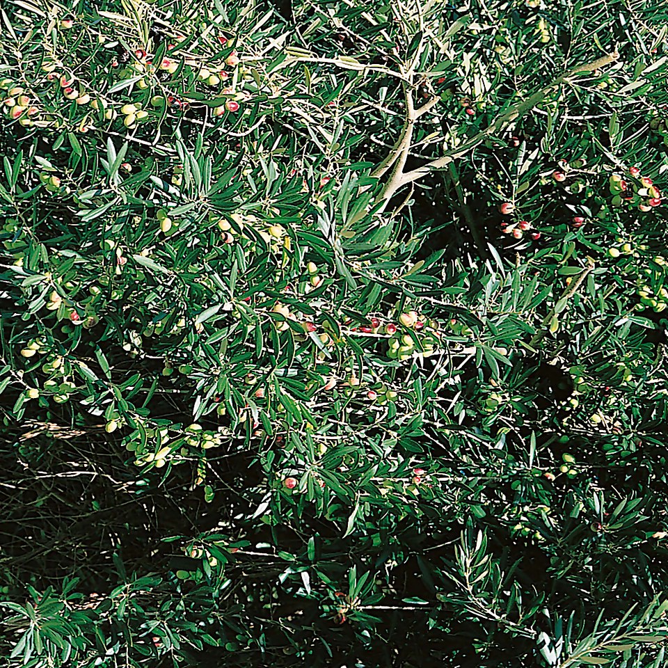 Olive Tree - 24cm Half Standard