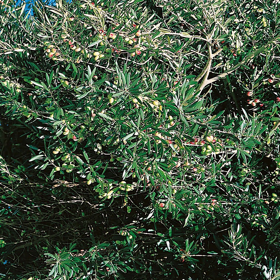 Olive Tree - 20cm Small Standard